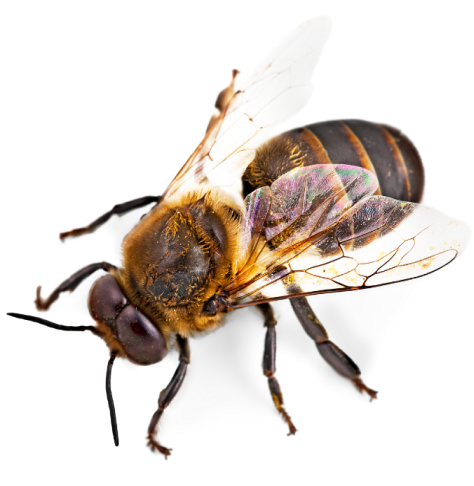 abej